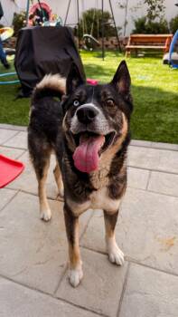 Gunnar -  Husky Dog for Adoption in Santa Monica, California - Gunnar | PetCurious