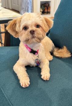 Rescue Shih Tzu and Pekingese Dogs for Adoption in Tuscaloosa, Alabama - Coco | PetCurious