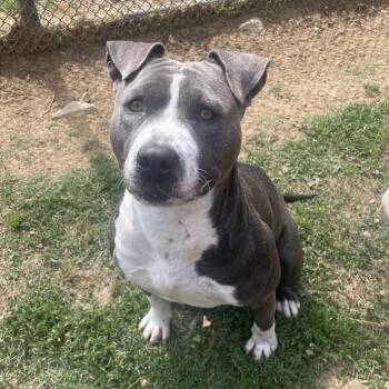 Payton -  Mixed Breed Dog for Adoption in Chattanooga, Tennessee - Payton | PetCurious