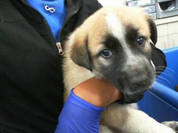 Mixed Breed Dogs Available for Adoption - MACY | PetCurious