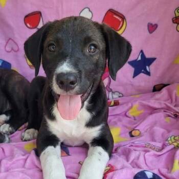 William -  Mixed Breed Dog for Adoption in Plainfield, Connecticut - William | PetCurious