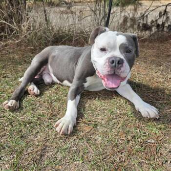 American Bulldog Dogs Available for Adoption - Rocky | PetCurious