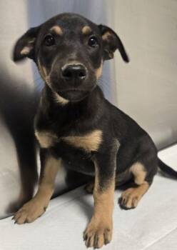 Felix -  Shepherd and Mixed Breed Dog for Adoption in Fresno, California - Felix | PetCurious