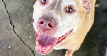 Charlie -  Pit Bull Terrier Dog for Adoption in Bowling Green, Ohio - Charlie | PetCurious
