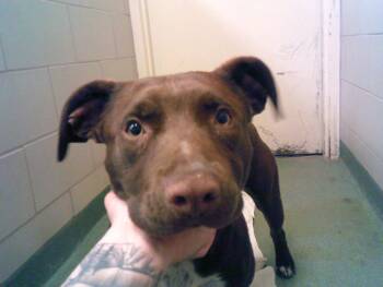 CHOCOLATE MILK -  Mixed Breed Dog for Adoption in Santa Fe, New Mexico - CHOCOLATE MILK | PetCurious