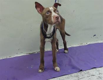 Staffordshire Bull Terrier and Mixed Breed Dogs Available for Adoption in Houston, Texas - SPUD | PetCurious