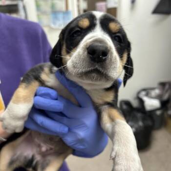 Hound Dogs Available for Adoption in Parrish, Alabama - Bruce | PetCurious