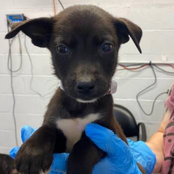 Matador -  Terrier and Shepherd Dog for Adoption in Hattiesburg, Mississippi - Matador | PetCurious