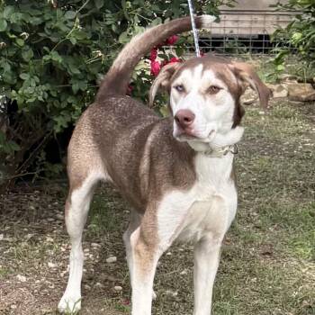 Arielle -  Husky and Mixed Breed Dog for Adoption in Hagerstown, Maryland - Arielle | PetCurious