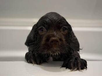 Snuffle (CP) -  Cocker Spaniel Dog for Adoption in Dallas, Texas - Snuffle (CP) | PetCurious