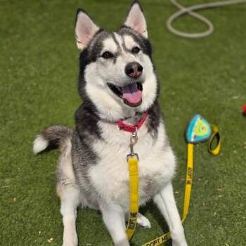 ASTRO -  Husky Dog for Adoption in Las Vegas, Nevada - ASTRO | PetCurious