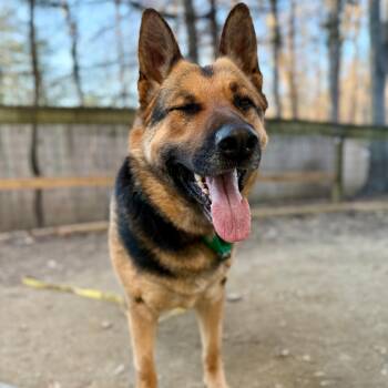 Ava -  German Shepherd Dog Dog for Adoption in West Chester, Pennsylvania - Ava | PetCurious