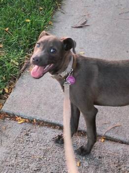 Pinky Smart -  Greyhound and Mixed Breed Dog for Adoption in Fort Collins, Colorado - Pinky Smart | PetCurious
