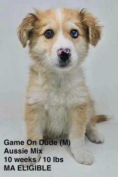 Australian Shepherd and Collie Dogs Available for Adoption in Pomfret, Connecticut - GAME ON DUDE | PetCurious