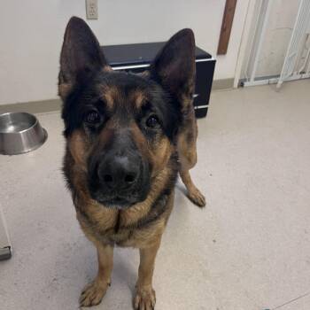 German Shepherd Dog Dogs Available for Adoption in Shelton, Washington - Ryke  | PetCurious