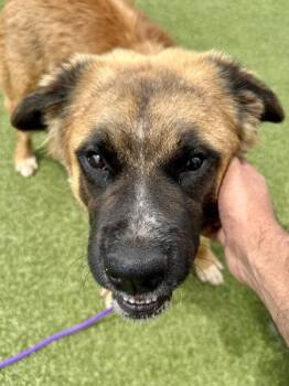 Mixed Breed Dogs Available for Adoption in Wichita, Kansas - Mosley | PetCurious