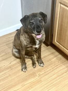 Rescue Black Mouth Cur and Labrador Retriever Dogs for Adoption in Greenville, South Carolina - Layla - PLEASE READ ALL INFORMATION | PetCurious