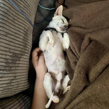 Bean -  Chihuahua Dog for Adoption in Abbotsford, British Columbia - Bean | PetCurious