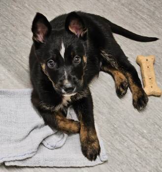 Rescue Cattle Dog Dogs for Adoption in Sioux City, Iowa - Kermit | PetCurious