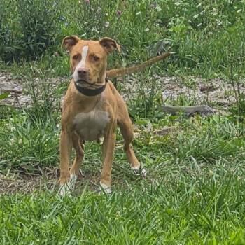 Tula -  Pit Bull Terrier Dog for Adoption in East St. Louis, Illinois - Tula | PetCurious