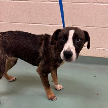 Shonda -  Mixed Breed Dog for Adoption in Memphis, Tennessee - Shonda | PetCurious