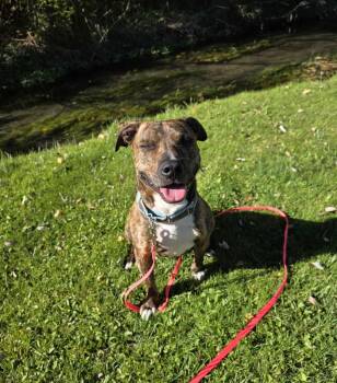 Rescue Pit Bull Terrier Dogs for Adoption in Liverpool, New York - Burton | PetCurious