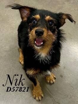 NIK -  Mixed Breed Dog for Adoption in Clarksville, Tennessee - NIK | PetCurious