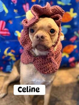 Mixed Breed Dogs Available for Adoption in Dunmore, Pennsylvania - Celine | PetCurious