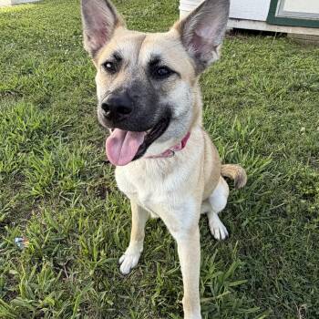 Shepherd and Mixed Breed Dogs Available for Adoption in Houston, Texas - Artemis | PetCurious