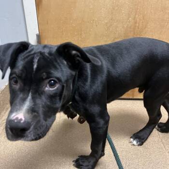 Kip -  Mixed Breed Dog for Adoption in Chattanooga, Tennessee - Kip | PetCurious