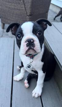 Huey Mason -  Boston Terrier Dog for Adoption in Akron, New York - Huey Mason | PetCurious
