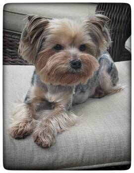 Yorkshire Terrier Dogs Available for Adoption in Nashville, Tennessee - Roni | PetCurious