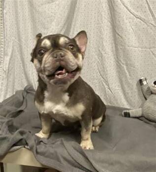 French Bulldog Dogs Available for Adoption in Modesto, California - MOCHI | PetCurious