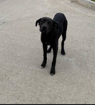 Labrador Retriever Dogs Available for Adoption in Glenpool, Oklahoma - GUS | PetCurious