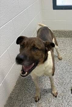 26-426 Banjo -  Mixed Breed Dog for Adoption in Barnesville, Georgia - 26-426 Banjo | PetCurious