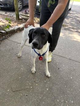 German Shorthaired Pointer Dogs Available for Adoption in Mobile, Alabama - Melvin | PetCurious