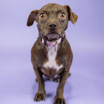 Joey -  Chihuahua Dog for Adoption in Portland, Oregon - Joey | PetCurious