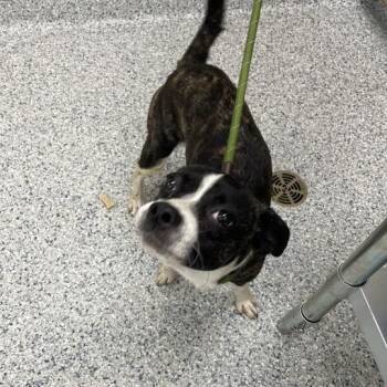 Speed Bump -  Boston Terrier Dog for Adoption in Chicago, Illinois - Speed Bump | PetCurious