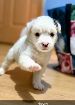 Rescue Australian Shepherd Dogs for Adoption in Warwick, Rhode Island - HARVEY | PetCurious