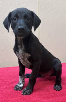 Joker -  Australian Cattle Dog Blue Heeler and Labrador Retriever Dog for Adoption in Watertown, Connecticut - Joker | PetCurious