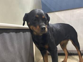 Varuna - URGENT -  Rottweiler Dog for Adoption in Thousand Oaks, California - Varuna - URGENT | PetCurious