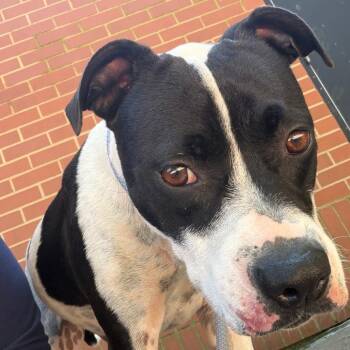 Ping Pong -  Pit Bull Terrier and Mixed Breed Dog for Adoption in Dayton, Ohio - Ping Pong | PetCurious
