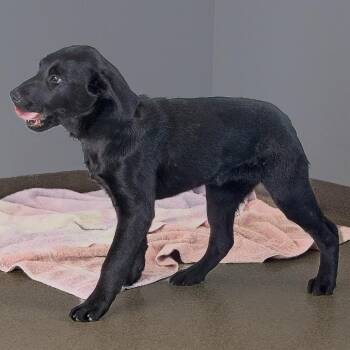 Labrador Retriever Dogs Available for Adoption - Ramen | PetCurious