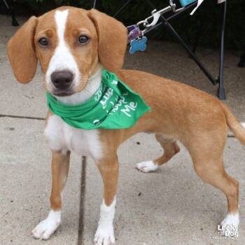 Terrier and Shepherd Dogs Available for Adoption in Washington, District Of Columbia - Pecky | PetCurious