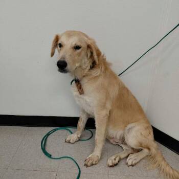 Cooper 26-10-019 -  Retriever Dog for Adoption in Bastrop, Texas - Cooper 26-10-019 | PetCurious