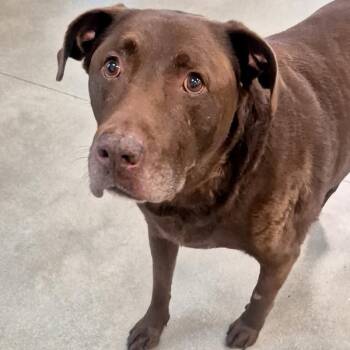 Roy -  Labrador Retriever Dog for Adoption in Des Moines, Iowa - Roy | PetCurious