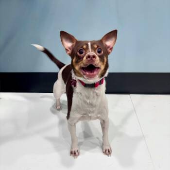 Yamper -  Chihuahua Dog for Adoption in Portland, Oregon - Yamper | PetCurious