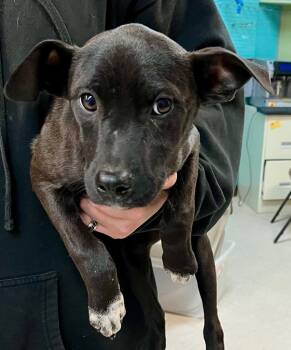 Rescue Mixed Breed Dogs for Adoption in Burnsville, North Carolina - Hubba Bubba | PetCurious