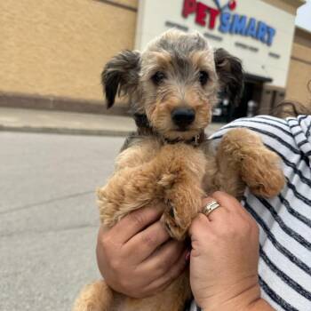 Chihuahua and Yorkshire Terrier Dogs Available for Adoption in West Plains, Missouri - Maximus(Max) | PetCurious