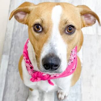 Mountain Cur Dogs Available for Adoption - Roxanne | PetCurious